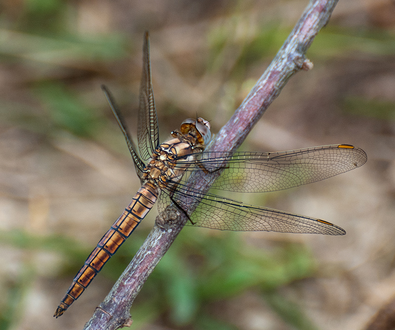 Orthetrum brunneum ? Maschio immaturo ?  S