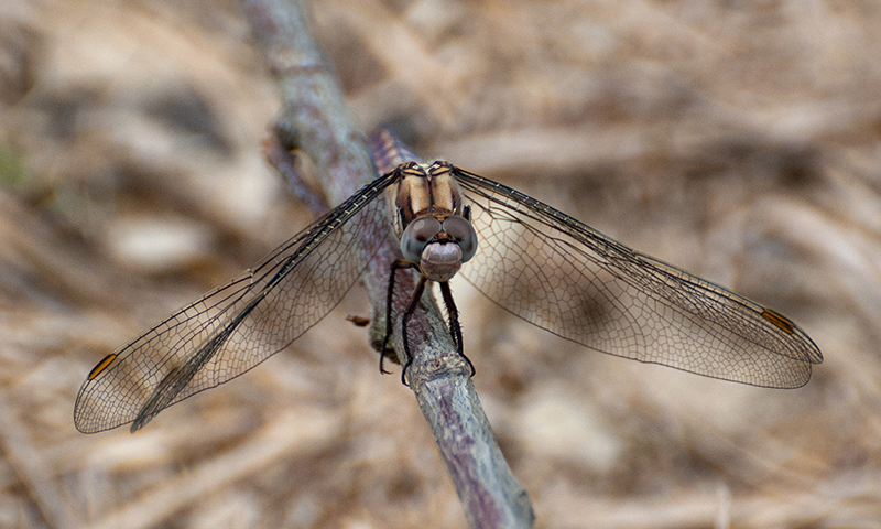 Orthetrum brunneum ? Maschio immaturo ?  S