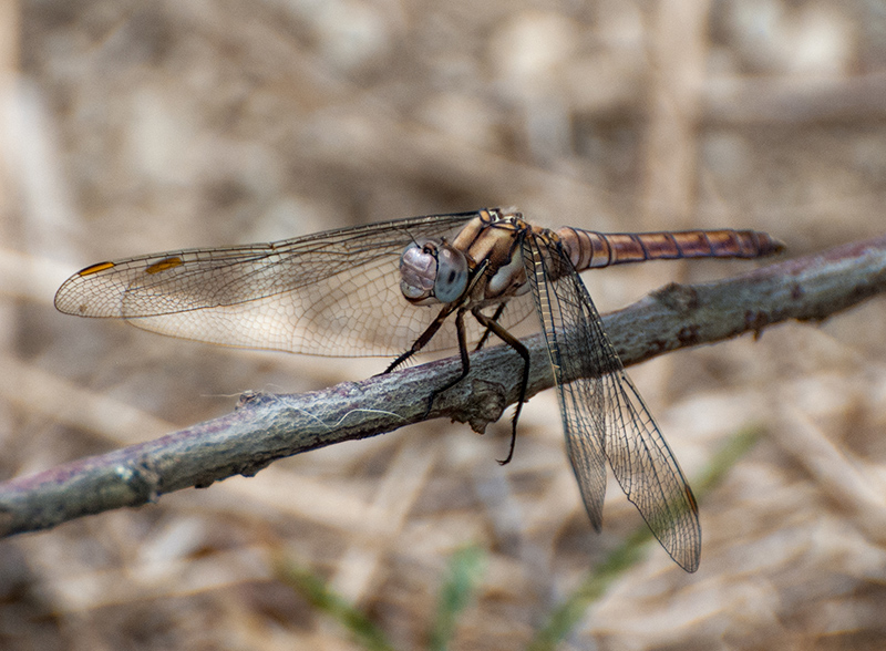 Orthetrum brunneum ? Maschio immaturo ?  S