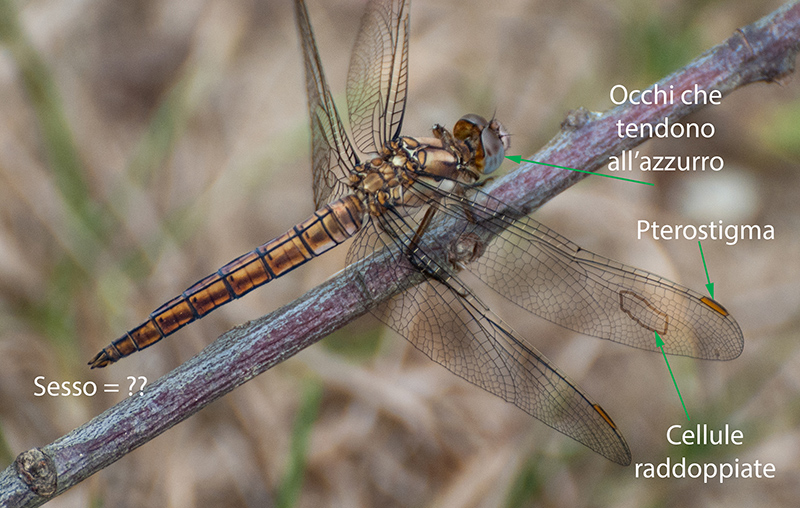 Orthetrum brunneum ? Maschio immaturo ?  S