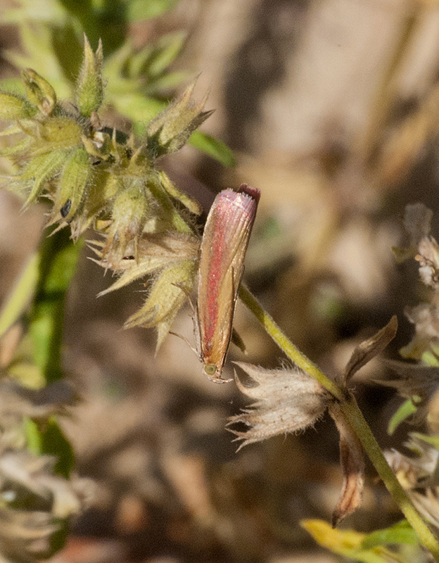 Oncocera semirubella. Si pu stabilire il sesso? Femmina