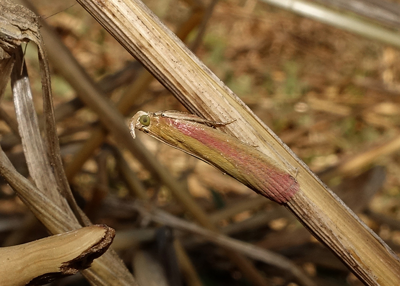 Oncocera semirubella. Si pu stabilire il sesso? Femmina
