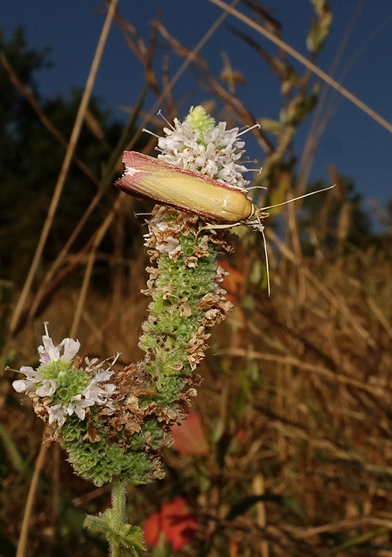 Oncocera semirubella. Si pu stabilire il sesso? Femmina