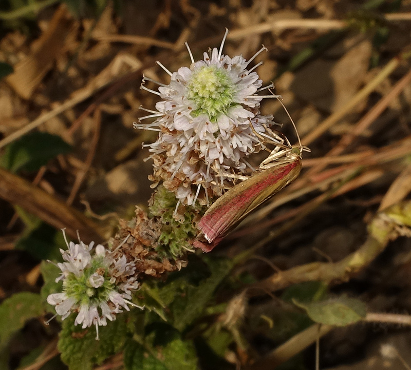 Oncocera semirubella. Si pu stabilire il sesso? Femmina