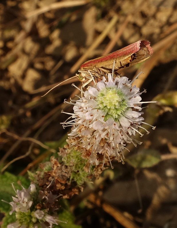 Oncocera semirubella. Si pu stabilire il sesso? Femmina