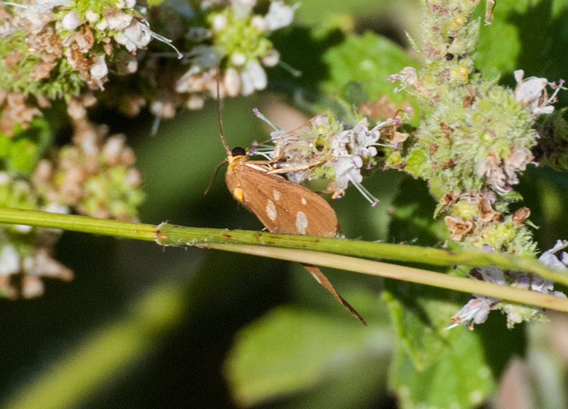 Dysauxes famula ?  S�