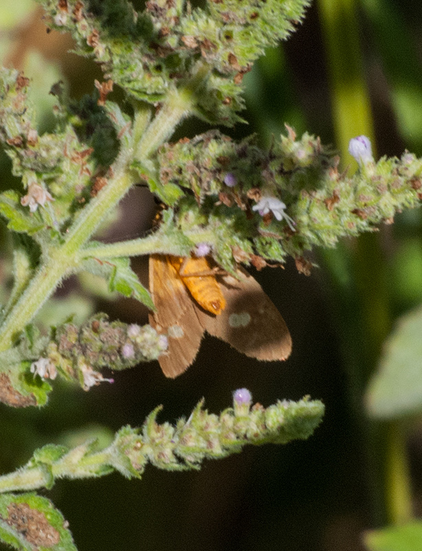 Dysauxes famula ?  S�