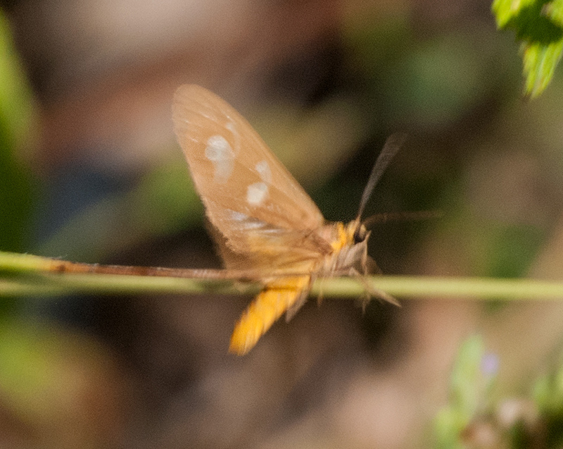 Dysauxes famula ?  S�