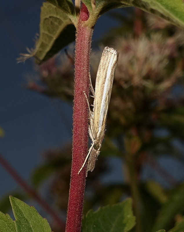 Agriphila tristella da confermare