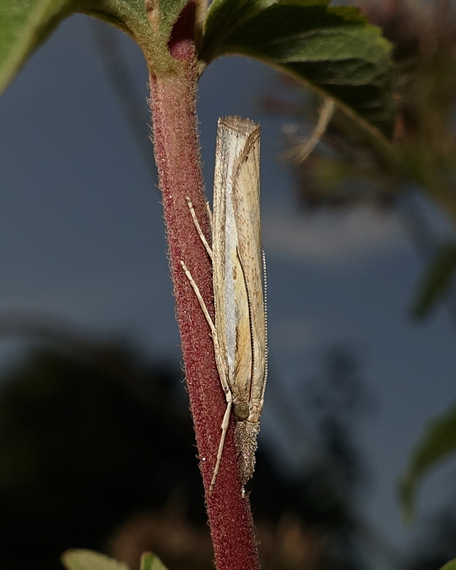 Agriphila tristella da confermare