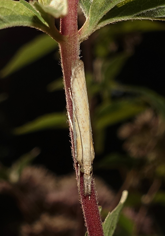 Agriphila tristella da confermare