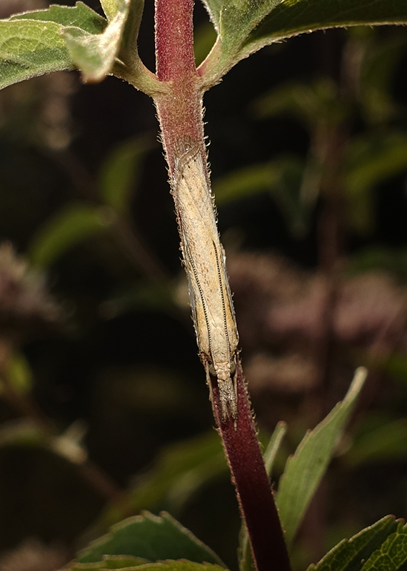 Agriphila tristella da confermare