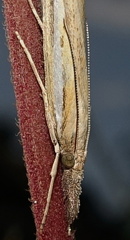 Agriphila tristella da confermare