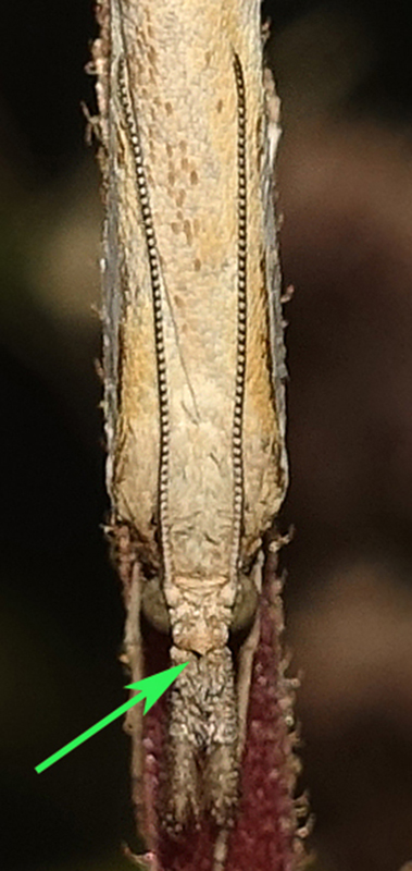 Agriphila tristella da confermare