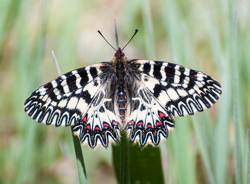 Zerynthia cassandra