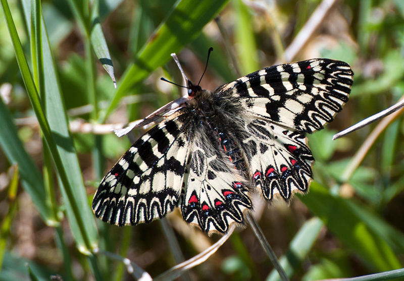 Zerynthia cassandra