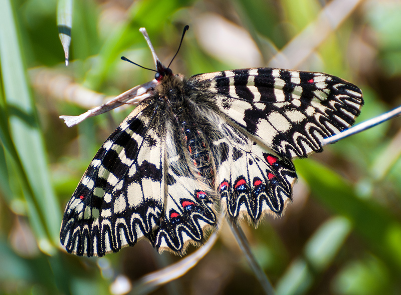 Zerynthia cassandra