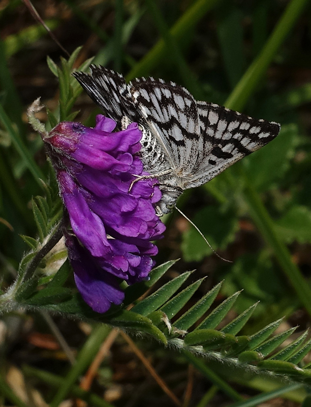 Euclidia (Callistege) mi