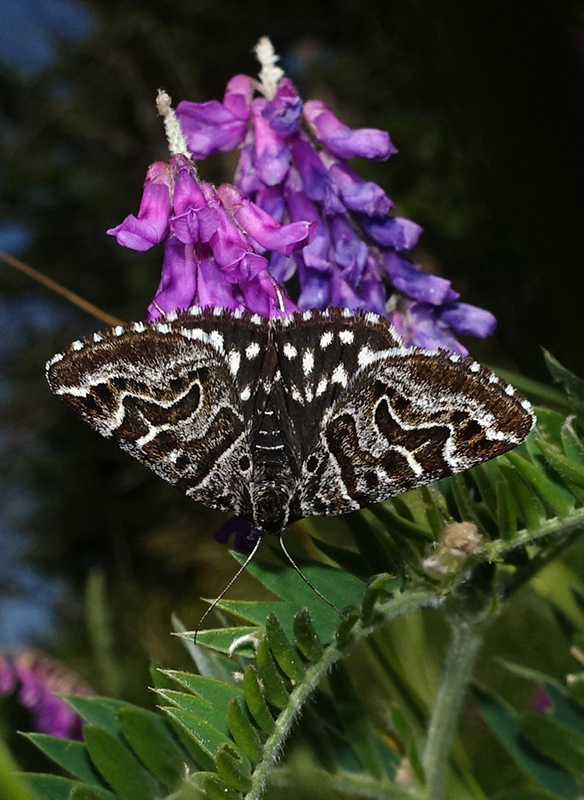 Euclidia (Callistege) mi