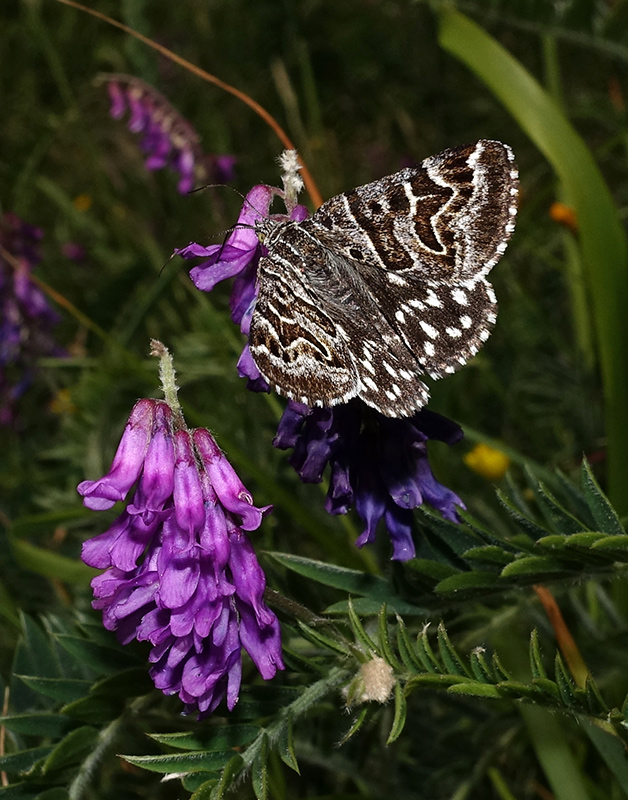Euclidia (Callistege) mi