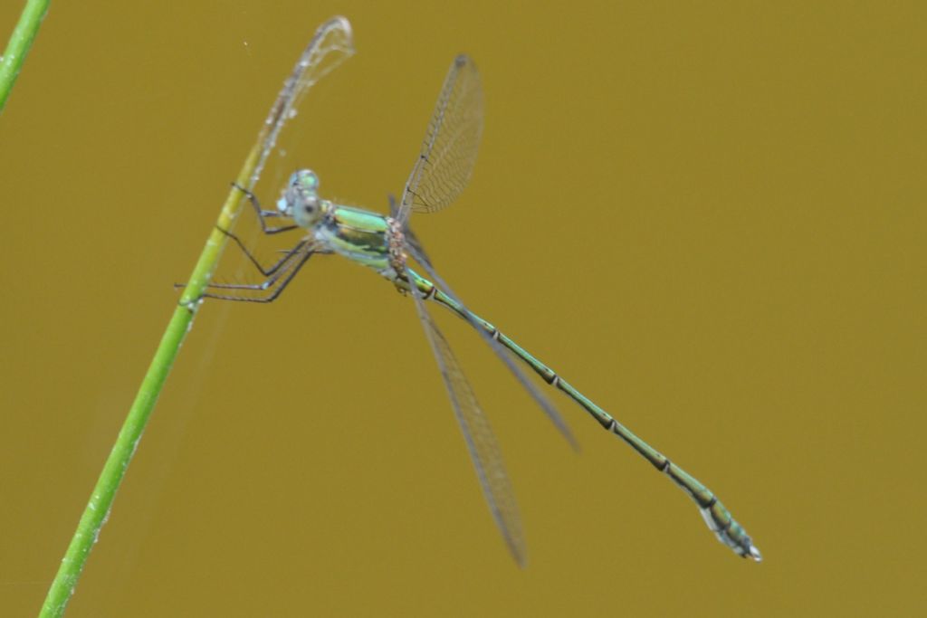 Chalcolestes viridis o parvidens
