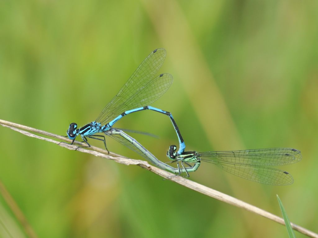 Coenagrion puella