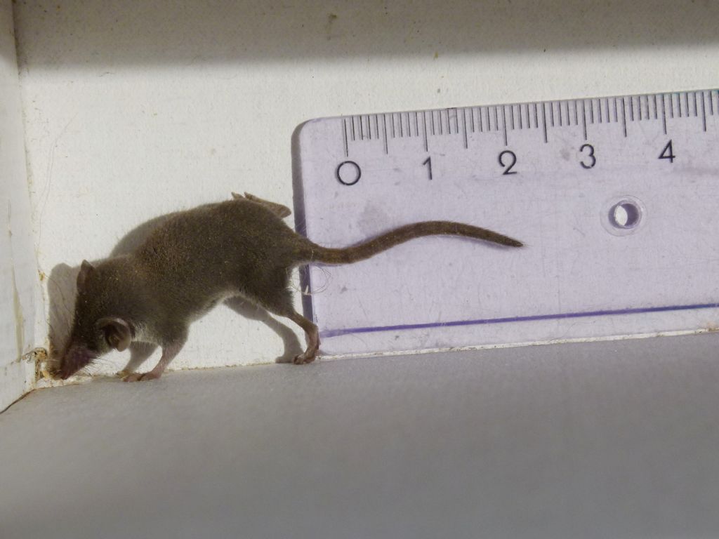 Aiuto identificazione Soricidae