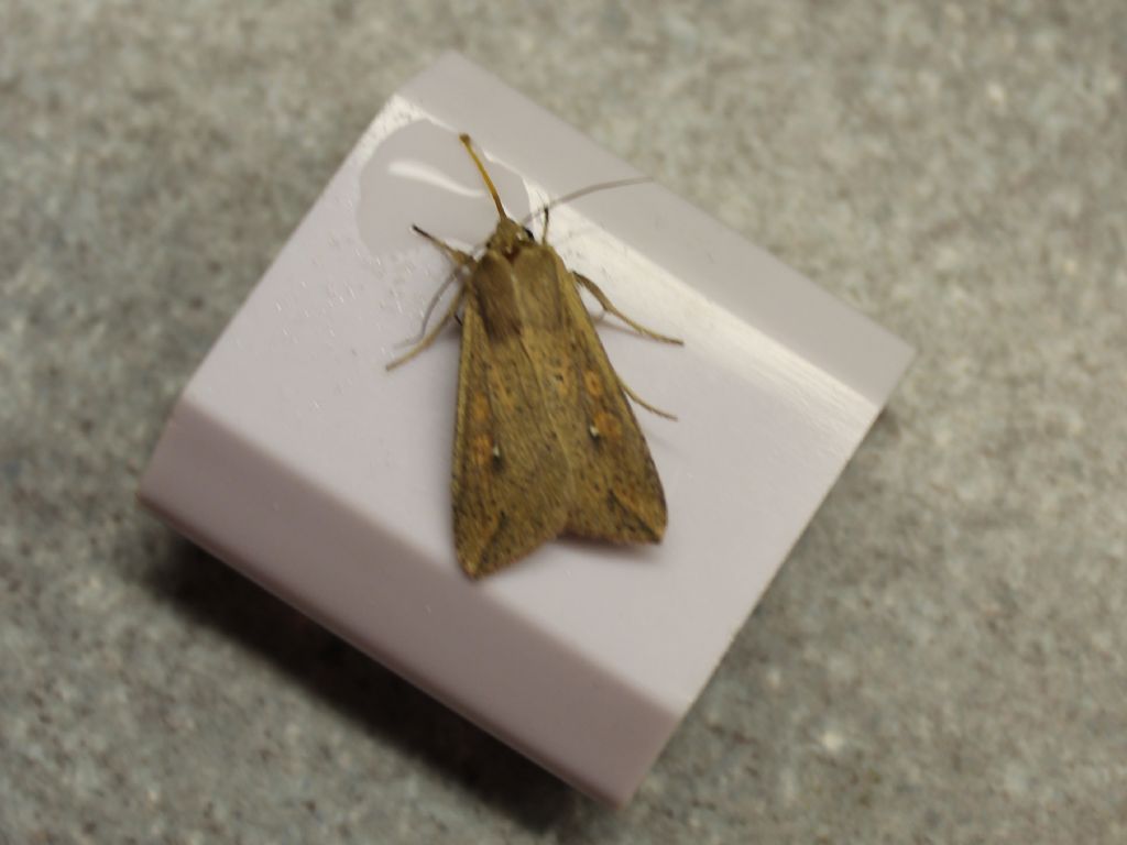 Aiuto id falena -  Mythimna (Pseudaletia) unipuncta