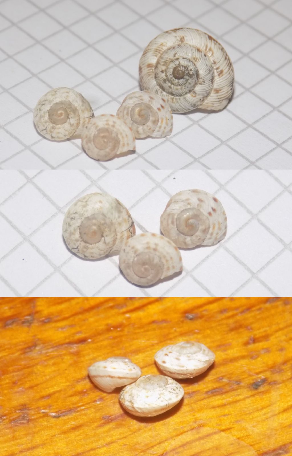 Tyrrheniberus...?