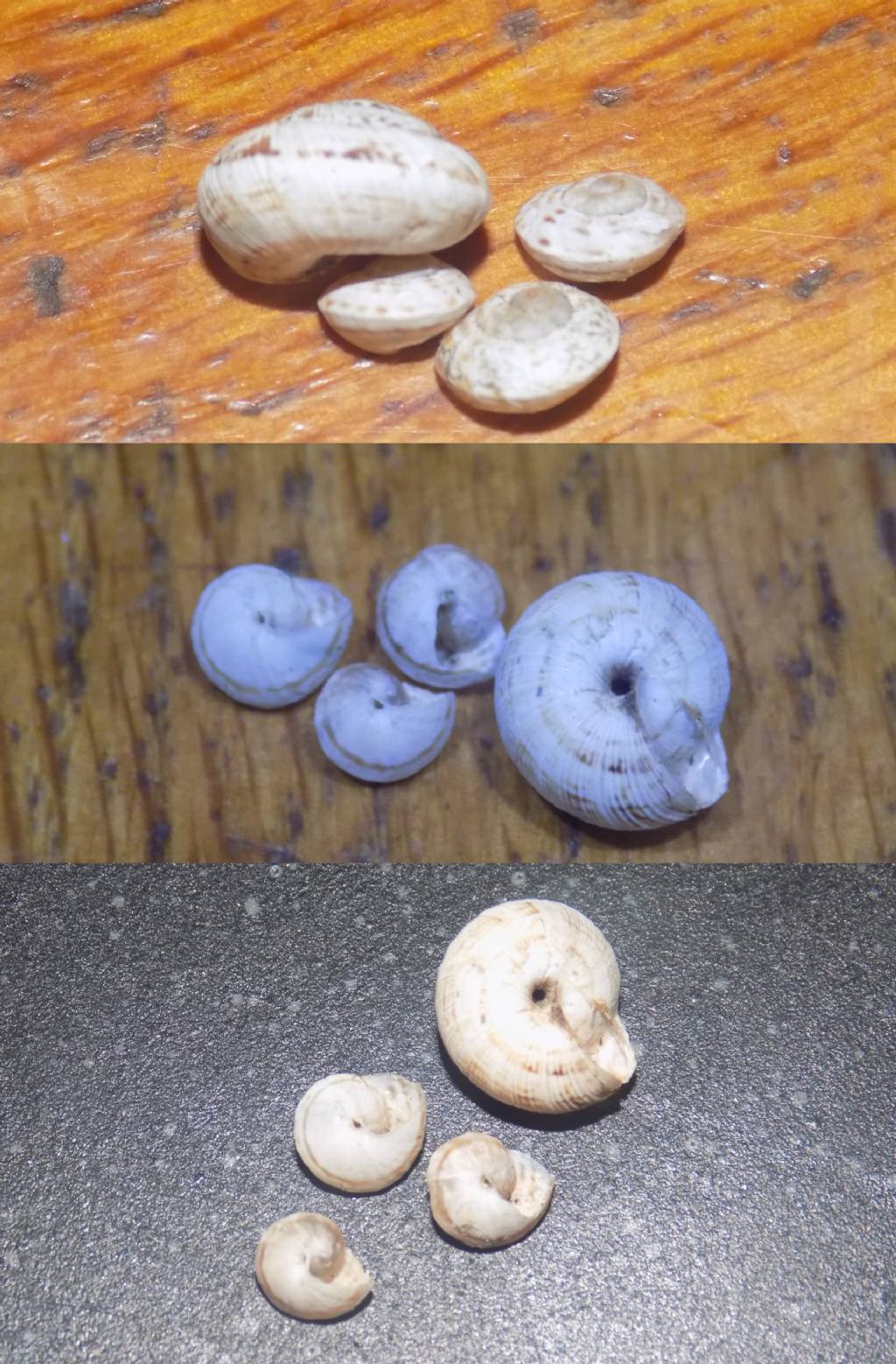 Tyrrheniberus...?