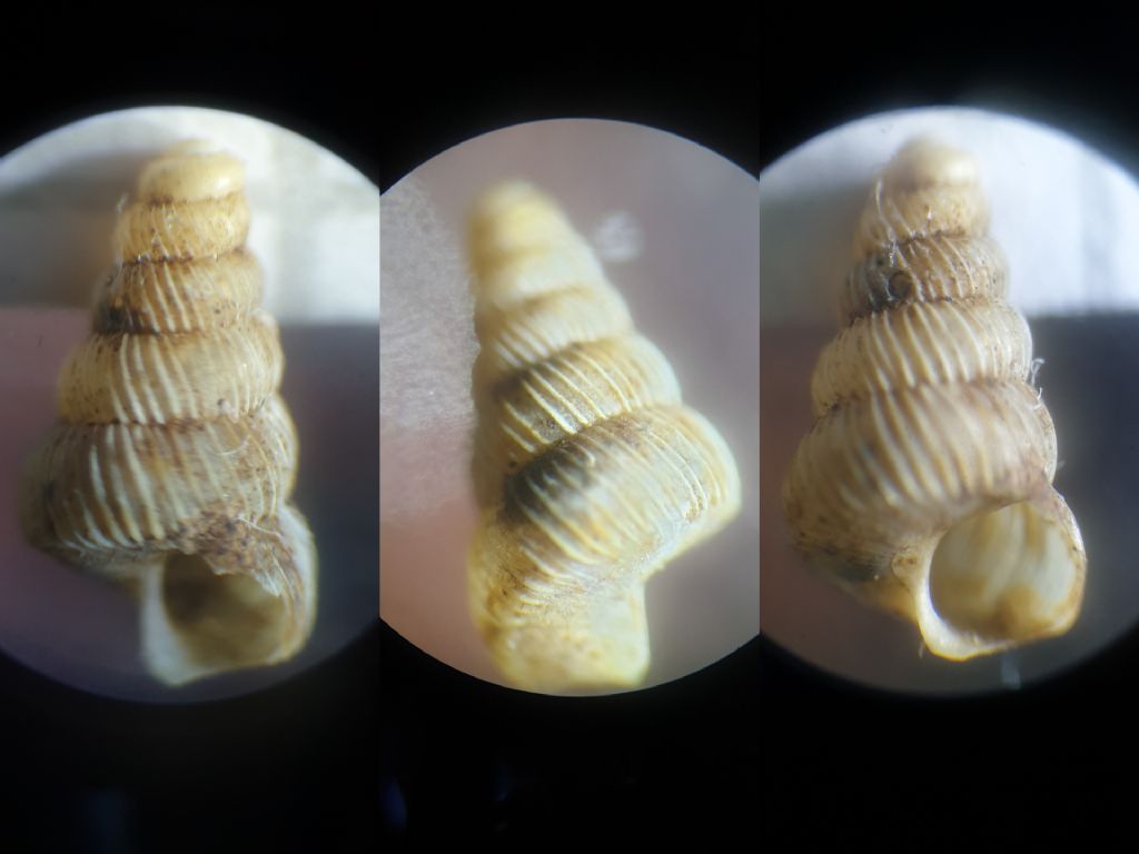 Gasteropode dalla Sardegna