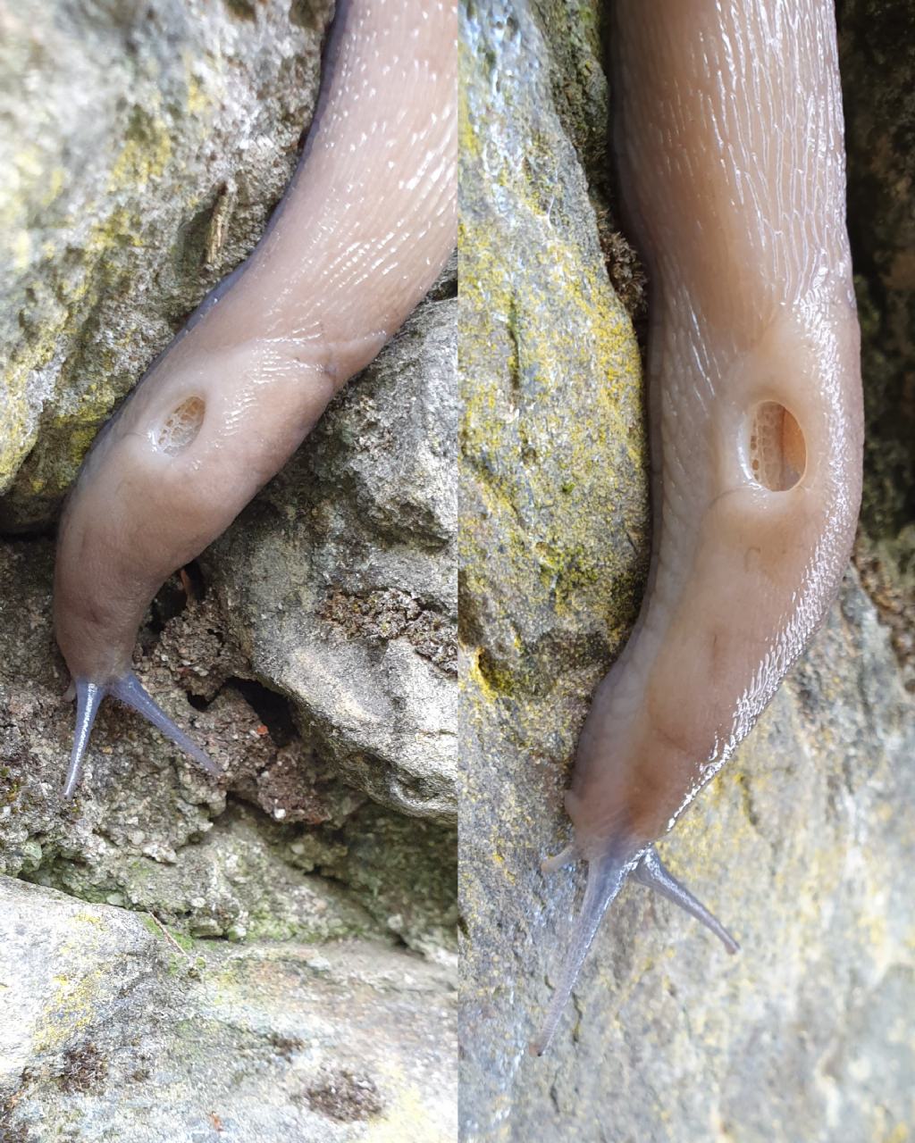 Limax subalpinus?