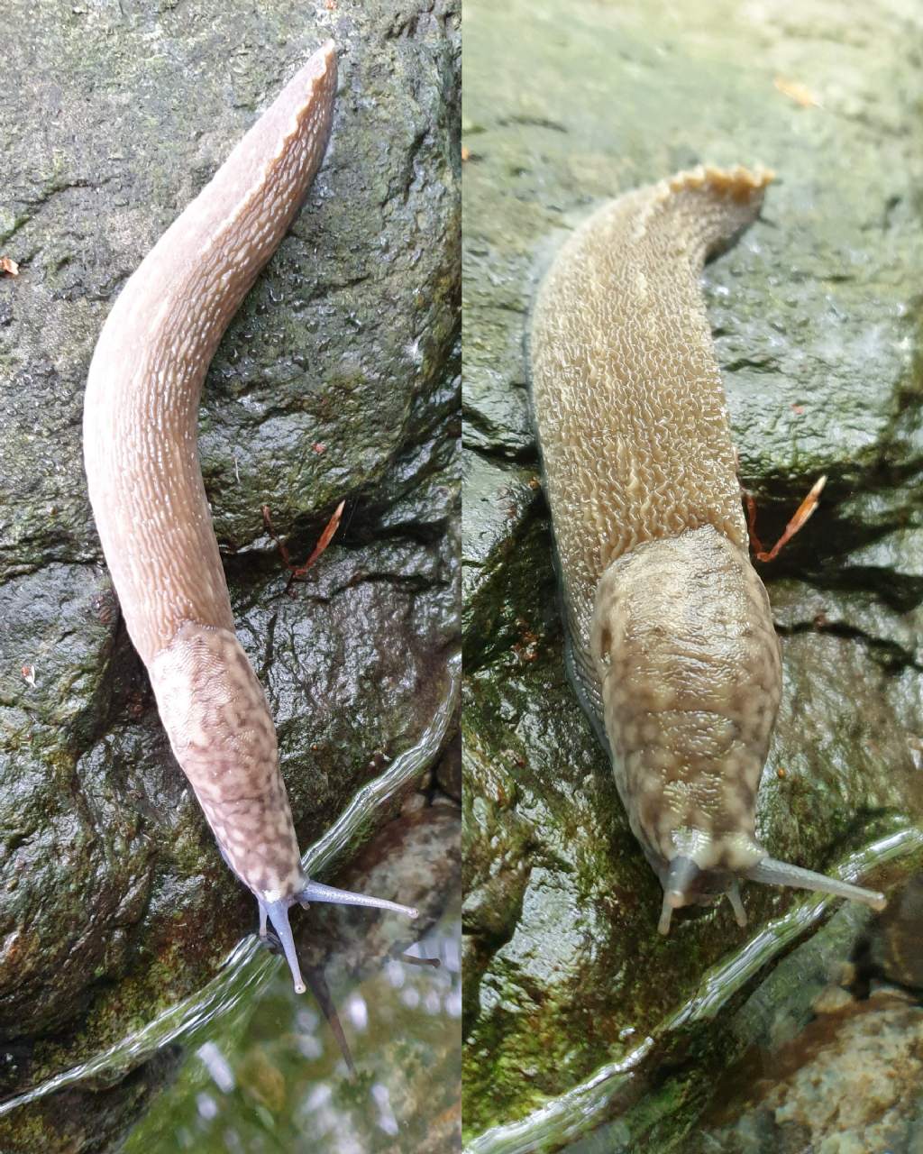 Limax subalpinus?