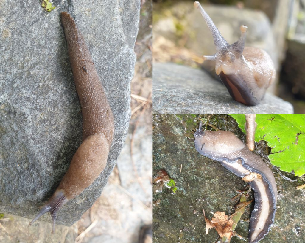 Limax subalpinus?