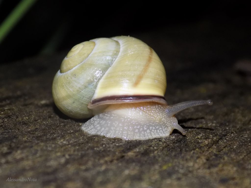 Giovane Helix pomatia?