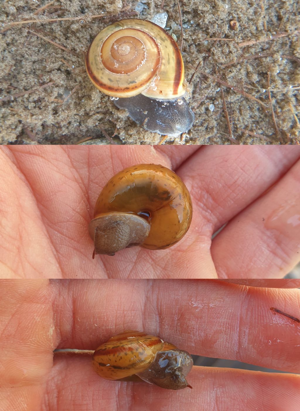 Chilostoma zonatum?