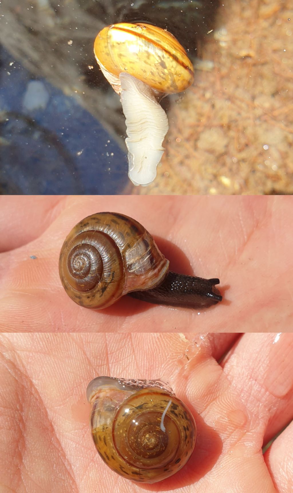 Chilostoma zonatum?