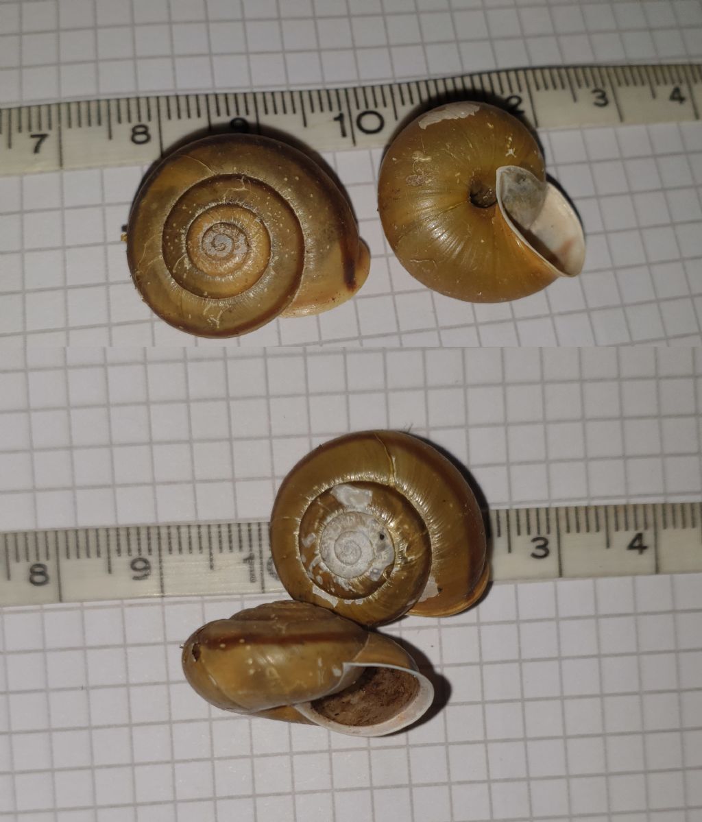 Chilostoma zonatum?