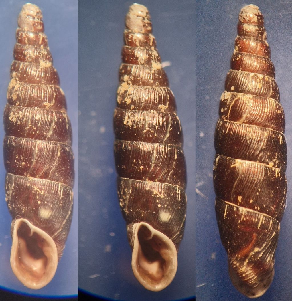 Clausilia?