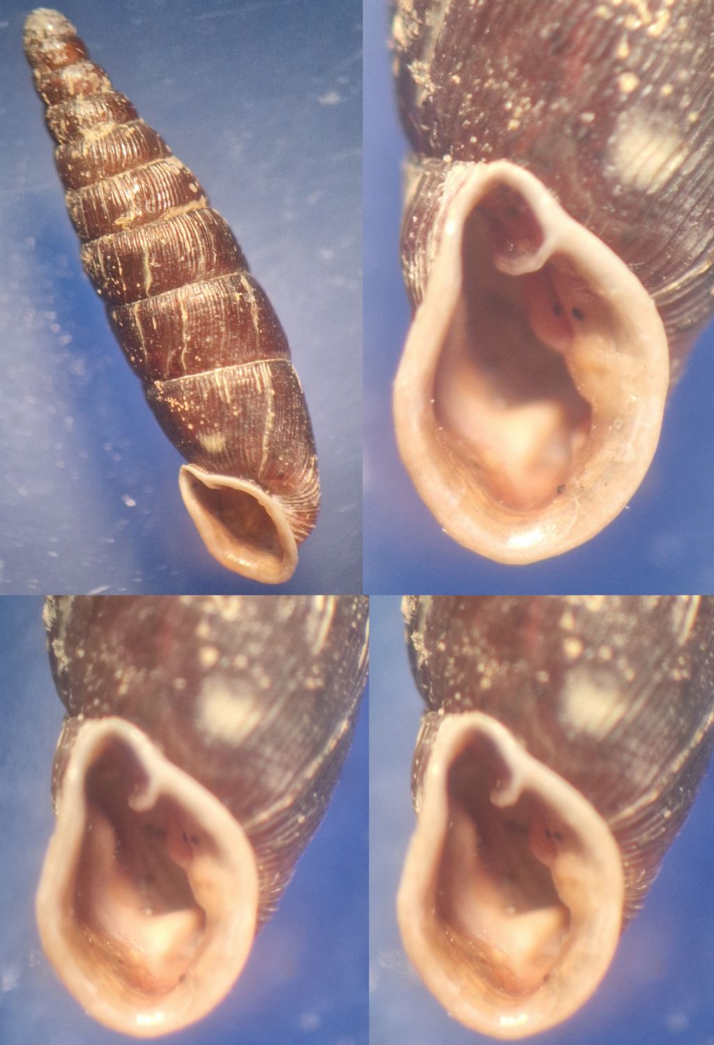 Clausilia?