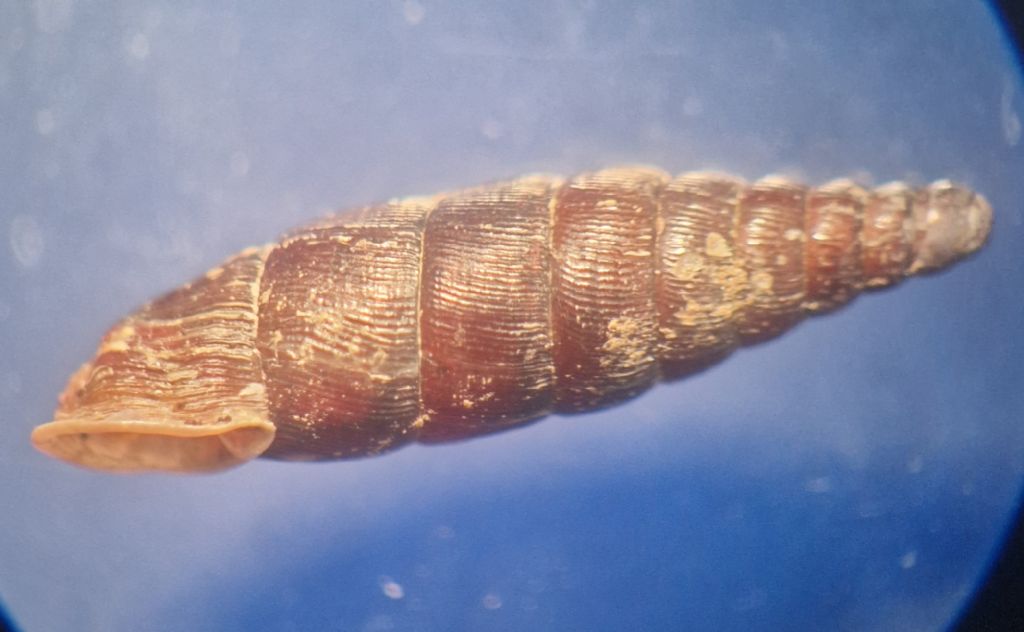 Clausilia?