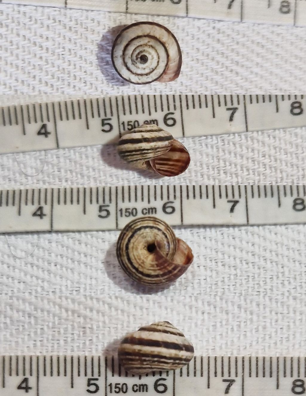 Cernuella virgata dall''Inghilterra