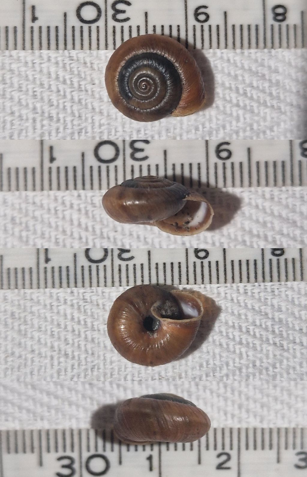 Trochulus striolatus o hispidus?