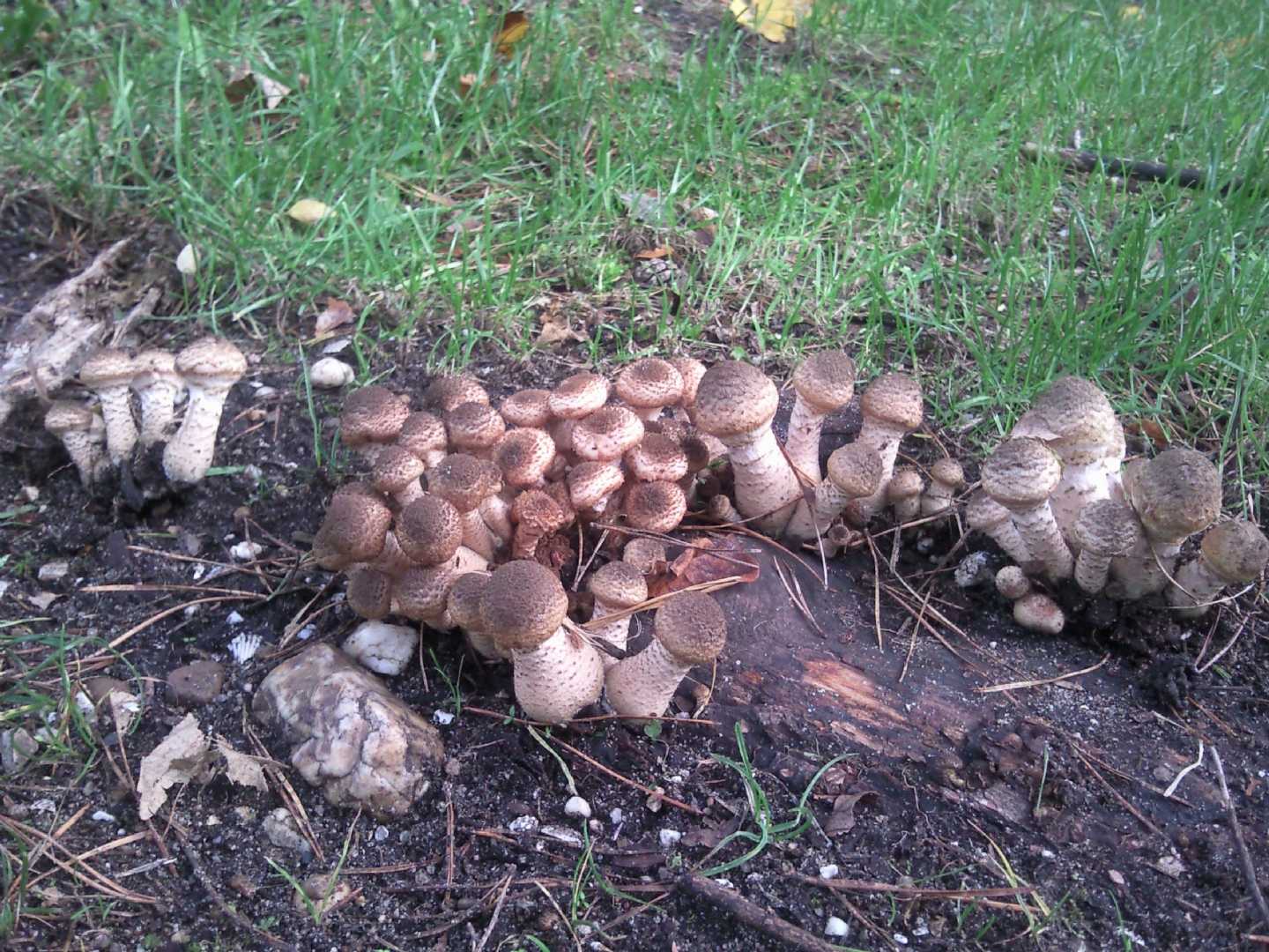 Funghi olandesi (di citt�)