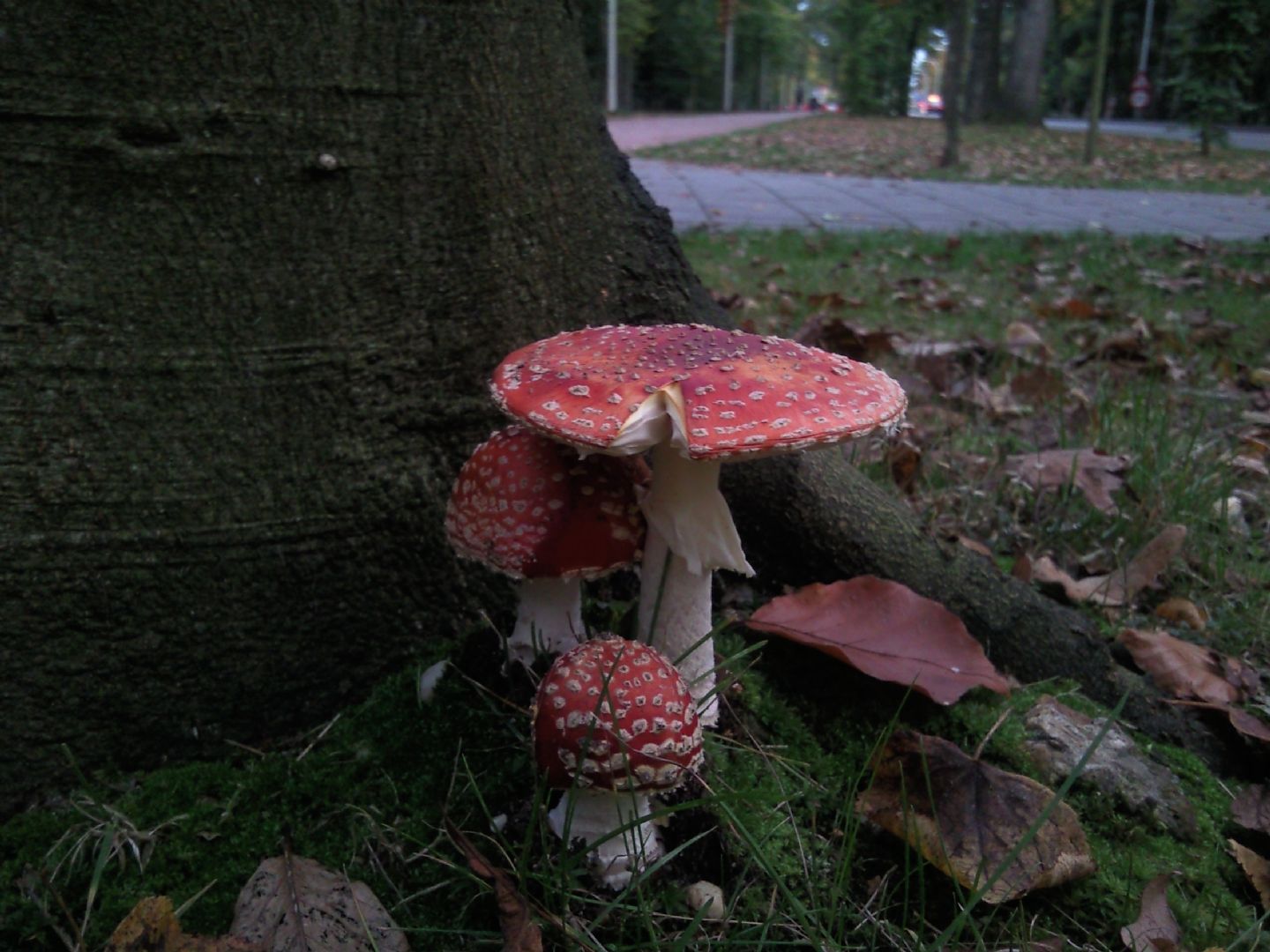 Funghi olandesi (di citt�)