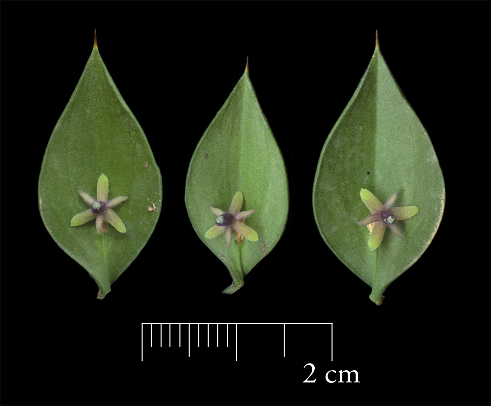 Ruscus aculeatus L.