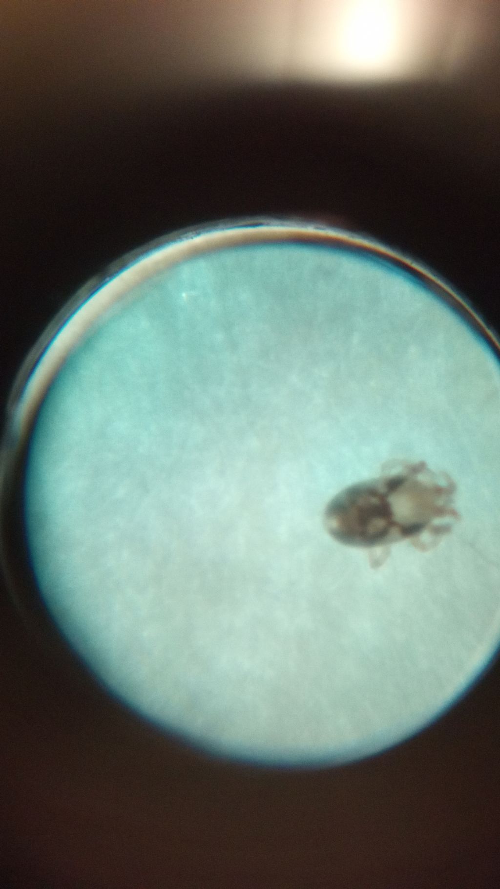 Acari (?) nella stanza