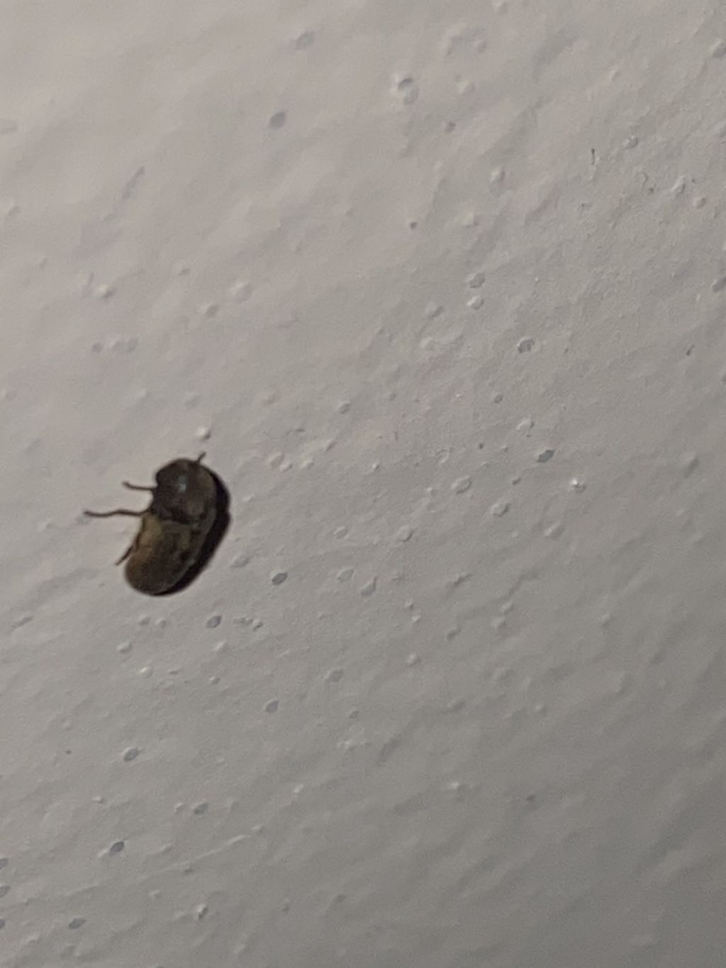 Insetti casa a mare: Anobiidae, tarli del legno.