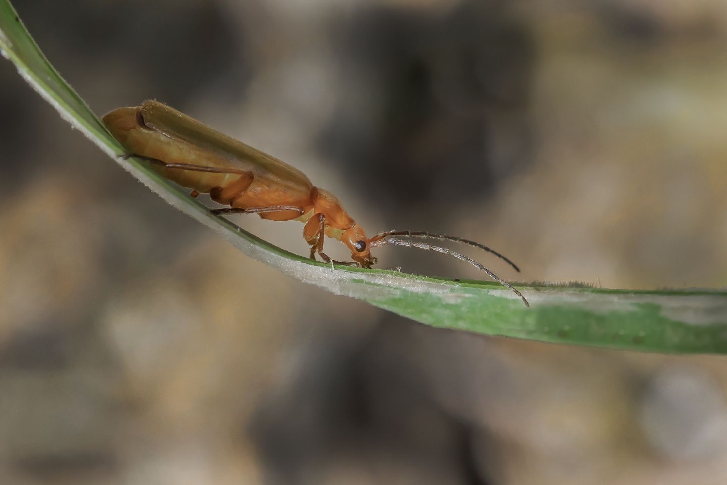 Cantharidae: Rhagonycha fulva ab. inapicalis