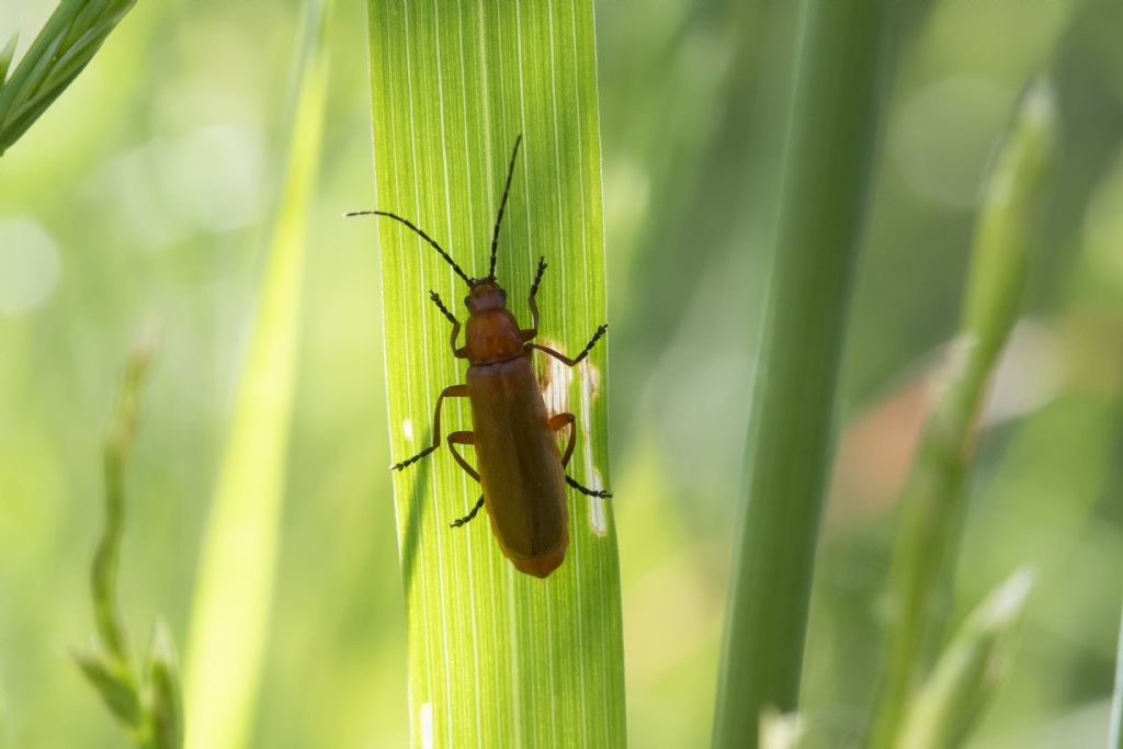 Cantharidae: Rhagonycha fulva ab. inapicalis